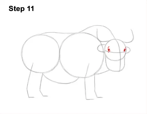 How to Draw a Domestic Himalayan Tibet Yak 11