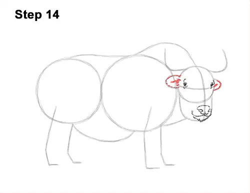 How to Draw a Domestic Himalayan Tibet Yak 14