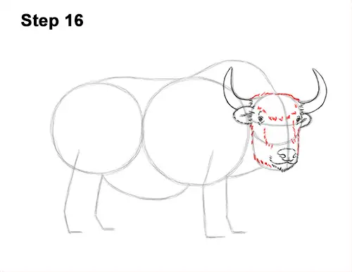 How to Draw a Domestic Himalayan Tibet Yak 16