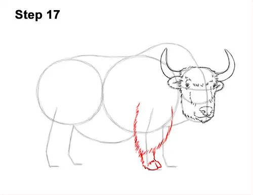 How to Draw a Domestic Himalayan Tibet Yak 17