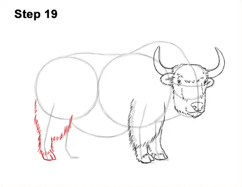 How to Draw a Domestic Himalayan Tibet Yak 19