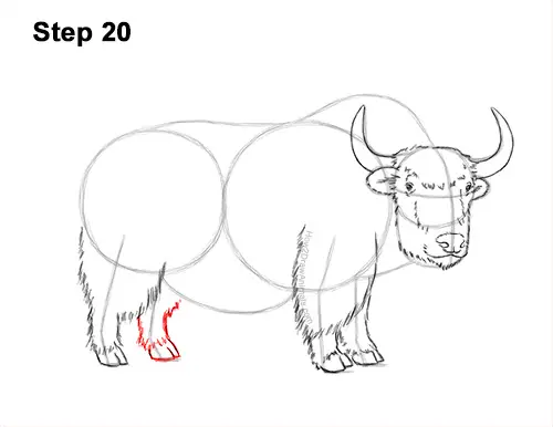 How to Draw a Domestic Himalayan Tibet Yak 20