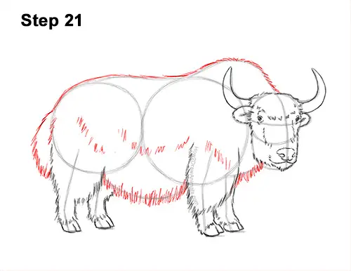 How to Draw a Domestic Himalayan Tibet Yak 21