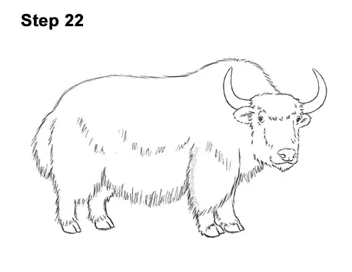 How to Draw a Domestic Himalayan Tibet Yak 22