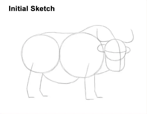 How to Draw a Domestic Himalayan Tibet Yak Guides Lines