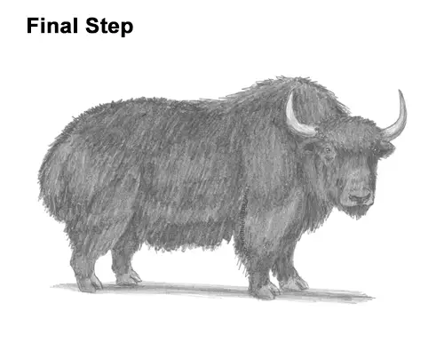 How to Draw a Domestic Himalayan Tibet Yak