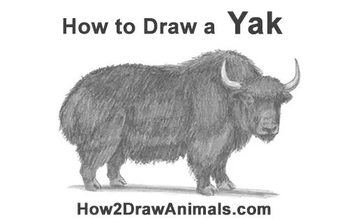 Featured image of post How To Draw A Yak Head 2 from the middle of the rectangle draw one vertical mark off the width and height of the picture