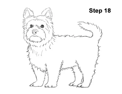 Draw Yorkshire Terrier 18