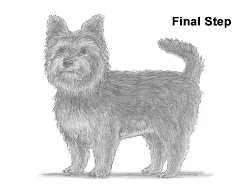 Draw Yorkshire Terrier