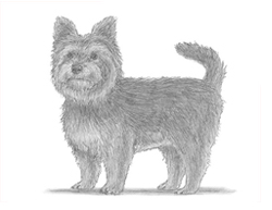 How to Draw a Yorkie