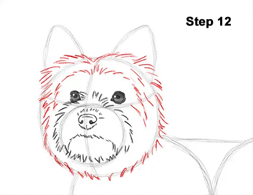 Draw Yorkshire Terrier 12