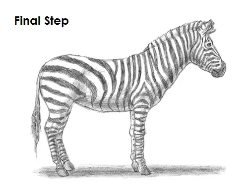 Featured image of post Zebra Drawing Easy