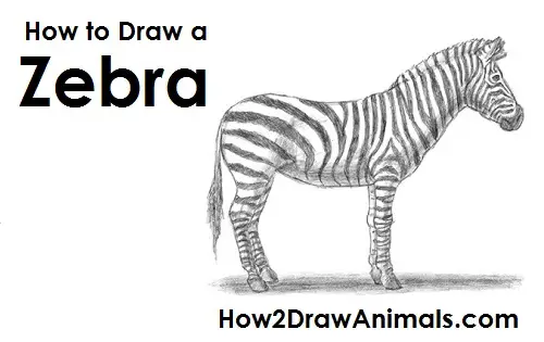 Draw Zebra