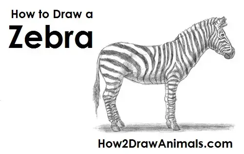 how to draw a zebra step by step