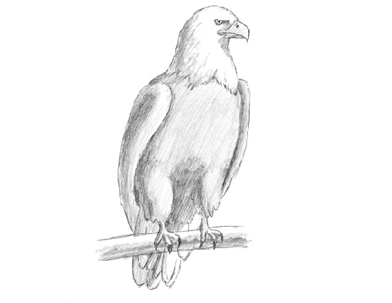 How to Draw a Bald Eagle Bird