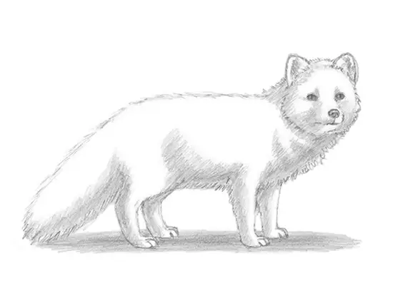How to Draw an Arctic Fox Side View