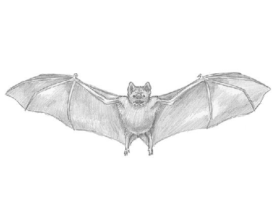 How to Draw a Vampire Bat Flying Wings