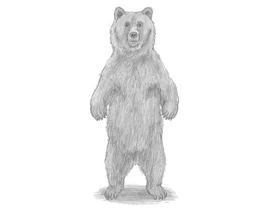 How to Draw a Grizzly Bear Standing