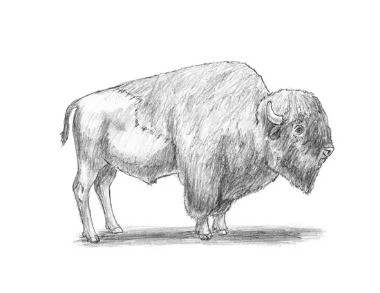 How to Draw a Bison