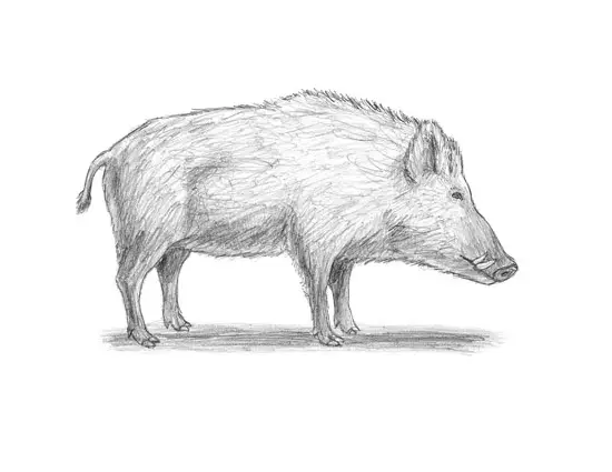 How to Draw a Boar