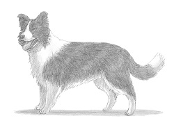 How to Draw a Border Collie Dog