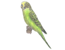 How to Draw a Budgie Parakeet Green
