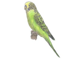 Featured image of post How To Draw A Realistic Budgie Step By Step There is no article on how to draw a pekingese but i would look up reference photos and adapt the steps in this to fit a pekingese