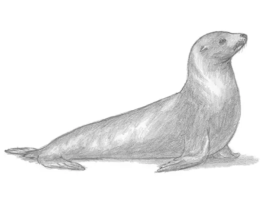 How to Draw a California Sea Lion Seal
