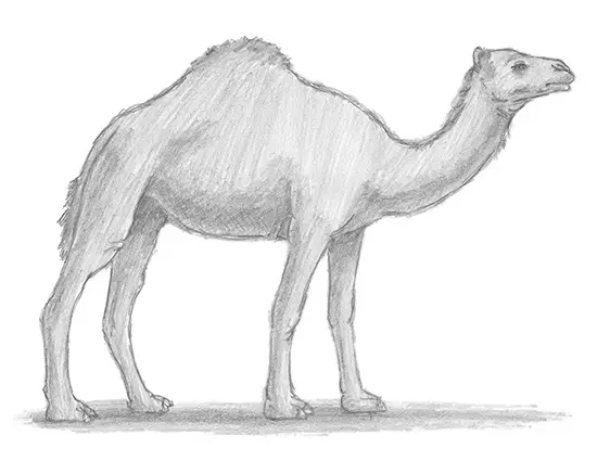 How to Draw a Dromedary Camel Side View