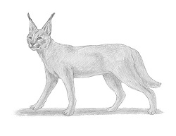 How to Draw a Caracal