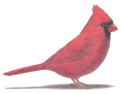 How to Draw a Red Cardinal