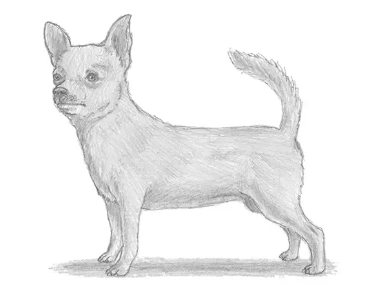 How to Draw a Chihuahua Dog