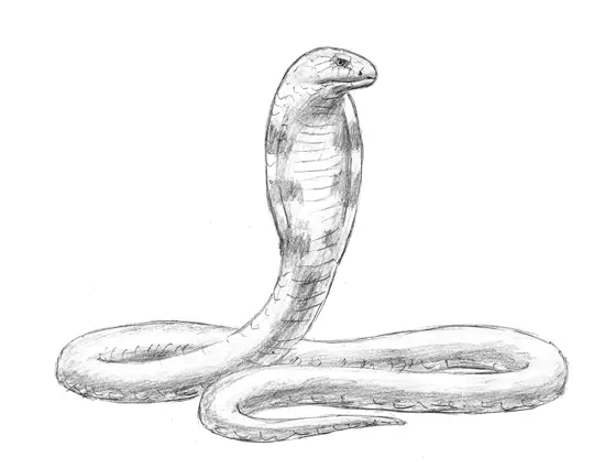 How to draw a King Cobra