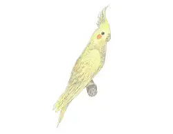 How To Draw A Cockatiel Here is a list of the most common things they may be saying. how to draw a cockatiel