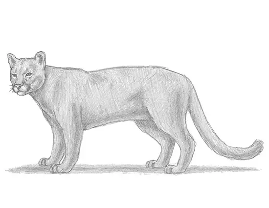 How to Draw a Cougar Mountain Lion