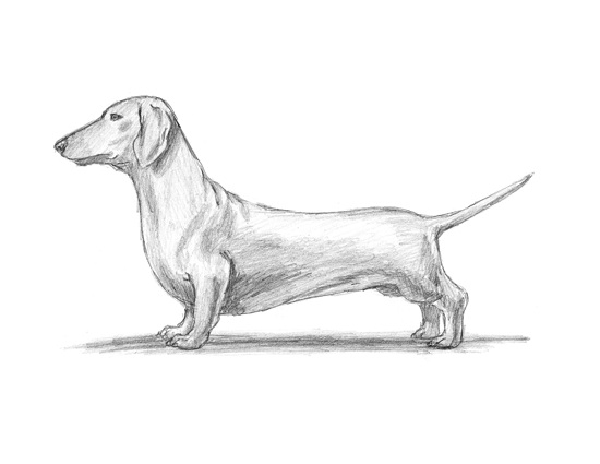 How to Draw a Dachshund Dog