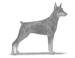 How to Draw a Doberman Pinscher Dog