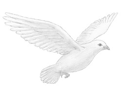 How to Draw a White Dove Flying Wings