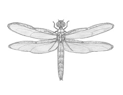 How to draw a Dragonfly