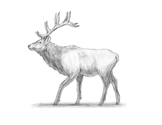 How to draw an Elk Wapiti