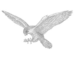 How to Draw a Peregrine Falcon