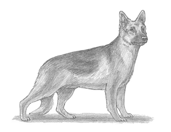 How to Draw a German Shepherd Dog