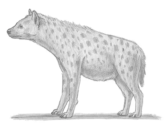 How to Draw a Spotted Hyena