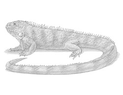 How to Draw an Iguana