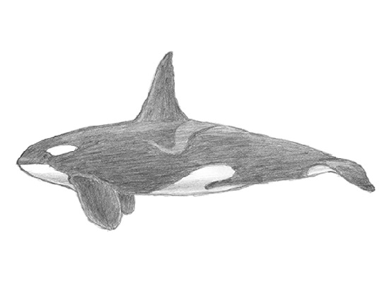 How to Draw a Killer Whale Orca