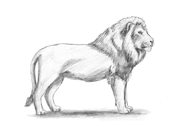 Colour Paper Lion Sketch, Size: A4