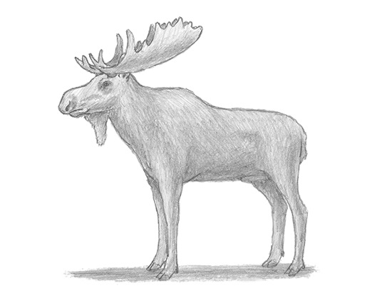 How to Draw a Moose