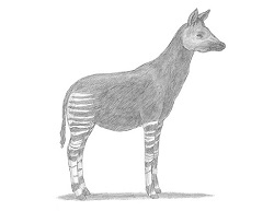 How to Draw an Okapi