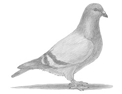 How to draw a Pigeon Rock Dove