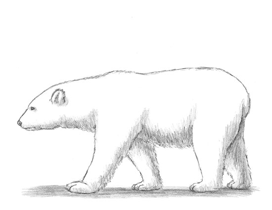 How to Draw a Polar Bear Side View